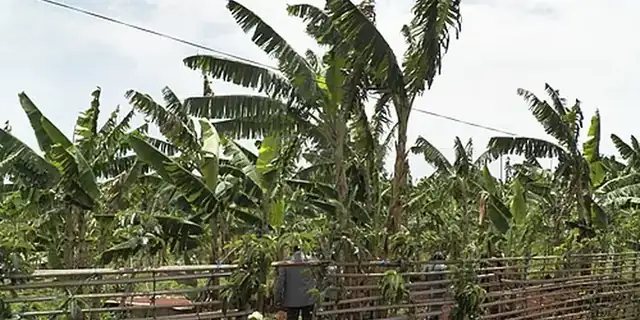 Plantain