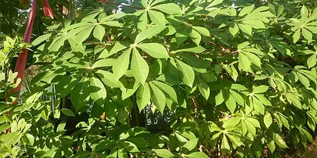 Cassava