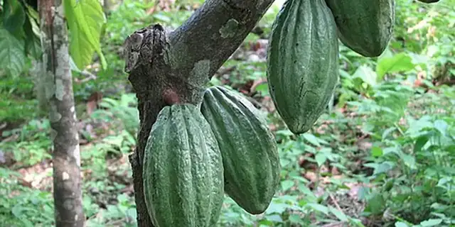 Cocoa