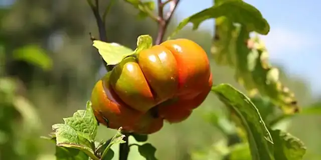 Garden egg