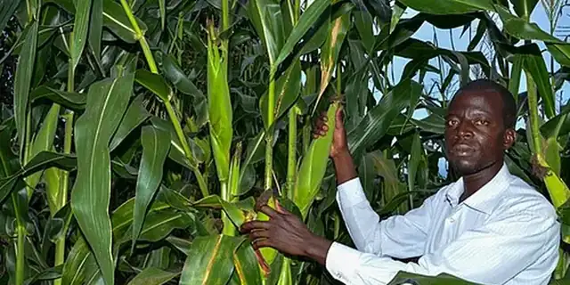 Maize