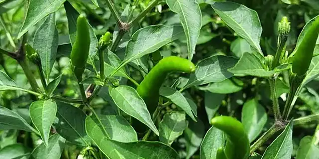 Pepper